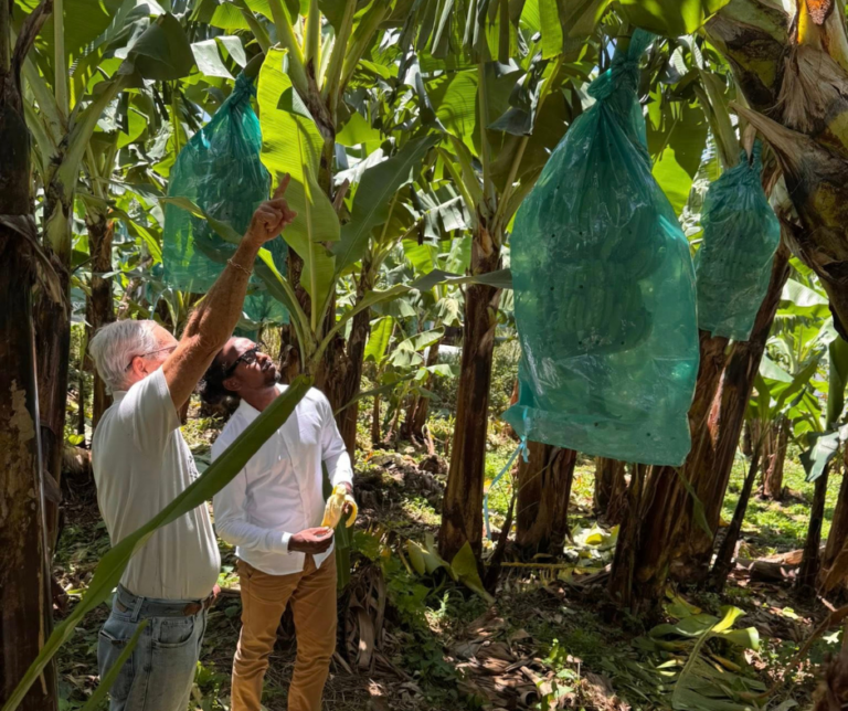 Rody Tolassy, député, en visite dans une bananeraie en Guadeloupe